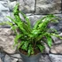 Kép 10/10 - Asplenium scolopendrium 'Angustifolium'