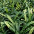 Kép 1/10 - Asplenium scolopendrium 'Angustifolium'