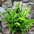 Kép 2/10 - Asplenium scolopendrium 'Angustifolium'