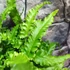 Kép 3/10 - Asplenium scolopendrium 'Angustifolium'