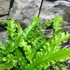 Kép 5/10 - Asplenium scolopendrium 'Angustifolium'