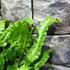 Kép 4/10 - Asplenium scolopendrium 'Angustifolium'
