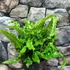 Kép 6/10 - Asplenium scolopendrium 'Angustifolium'