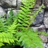 Kép 3/6 - Polystichum setiferum - Díszes vesepáfrány
