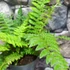 Kép 2/6 - Polystichum setiferum - Díszes vesepáfrány