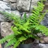 Kép 4/6 - Polystichum setiferum - Díszes vesepáfrány