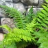 Kép 5/6 - Polystichum setiferum - Díszes vesepáfrány