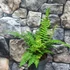 Kép 6/6 - Polystichum setiferum - Díszes vesepáfrány