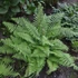 Kép 1/6 - Polystichum setiferum - Díszes vesepáfrány