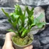Kép 3/6 - Platycerium ridleyi var. 'coral' (TC)