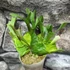 Kép 1/6 - Platycerium ridleyi var. 'coral' (TC)