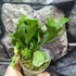 Kép 4/6 - Platycerium ridleyi var. 'coral' (TC)