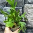 Kép 2/6 - Platycerium ridleyi var. 'coral' (TC)