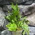 Kép 5/6 - Platycerium ridleyi var. 'coral' (TC)