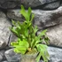 Kép 6/6 - Platycerium ridleyi var. 'coral' (TC)