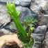 Kép 5/13 - Polypodium longifolia