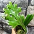 Kép 2/9 - Polypodium longifolia
