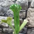 Kép 4/9 - Polypodium longifolia