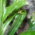 Kép 7/9 - Polypodium longifolia