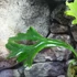 Kép 9/9 - Polypodium longifolia