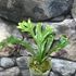 Kép 1/9 - Polypodium longifolia