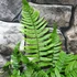 Kép 6/10 - Dryopteris atrata - borzas pajzsika