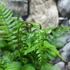 Kép 5/10 - Dryopteris atrata - borzas pajzsika