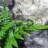 Kép 7/10 - Dryopteris atrata - borzas pajzsika