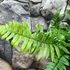 Kép 4/10 - Dryopteris atrata - borzas pajzsika