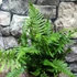 Kép 2/10 - Dryopteris atrata - borzas pajzsika