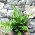 Kép 3/10 - Dryopteris atrata - borzas pajzsika