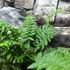 Kép 8/10 - Dryopteris atrata - borzas pajzsika