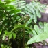 Kép 9/10 - Dryopteris atrata - borzas pajzsika