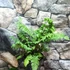Kép 10/10 - Dryopteris atrata - borzas pajzsika
