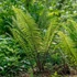 Kép 1/10 - Dryopteris atrata - borzas pajzsika