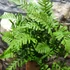 Kép 2/6 - Polypodium vulgare – Közönséges édesgyökerű páfrány
