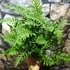 Kép 3/6 - Polypodium vulgare – Közönséges édesgyökerű páfrány
