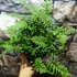 Kép 4/6 - Polypodium vulgare – Közönséges édesgyökerű páfrány
