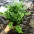 Kép 5/6 - Polypodium vulgare – Közönséges édesgyökerű páfrány