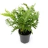 Kép 1/6 - Polypodium vulgare – Közönséges édesgyökerű páfrány