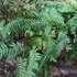 Kép 6/6 - Polypodium vulgare – Közönséges édesgyökerű páfrány