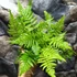 Kép 2/10 - Dryopteris lepidopoda - Naplemete páfrány