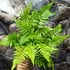 Kép 4/10 - Dryopteris lepidopoda - Naplemete páfrány