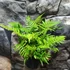 Kép 5/10 - Dryopteris lepidopoda - Naplemete páfrány