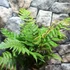 Kép 8/10 - Dryopteris lepidopoda - Naplemete páfrány
