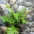 Kép 9/10 - Dryopteris lepidopoda - Naplemete páfrány