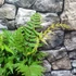 Kép 10/10 - Dryopteris lepidopoda - Naplemete páfrány
