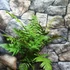 Kép 6/10 - Dryopteris lepidopoda - Naplemete páfrány