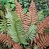 Kép 1/10 - Dryopteris lepidopoda - Naplemete páfrány