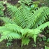 Kép 1/4 - Dryopteris affinis - pelyvás pajzsika